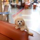 Daisy - Mini Golden Doodle (Brown)