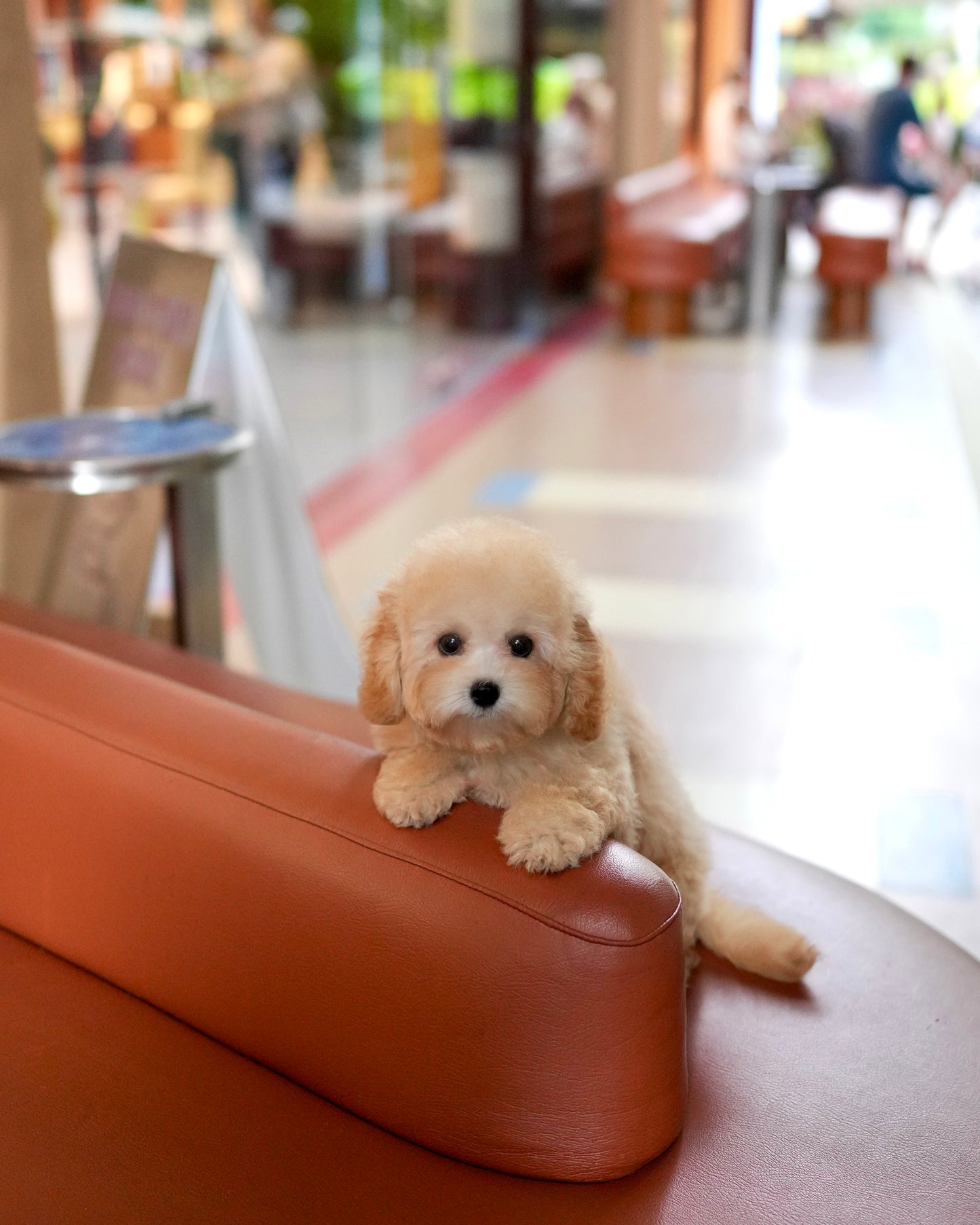 Daisy - Mini Golden Doodle (Brown)