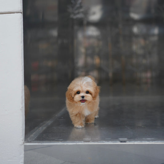 Pumpkin - Maltipoo (Brown & White)