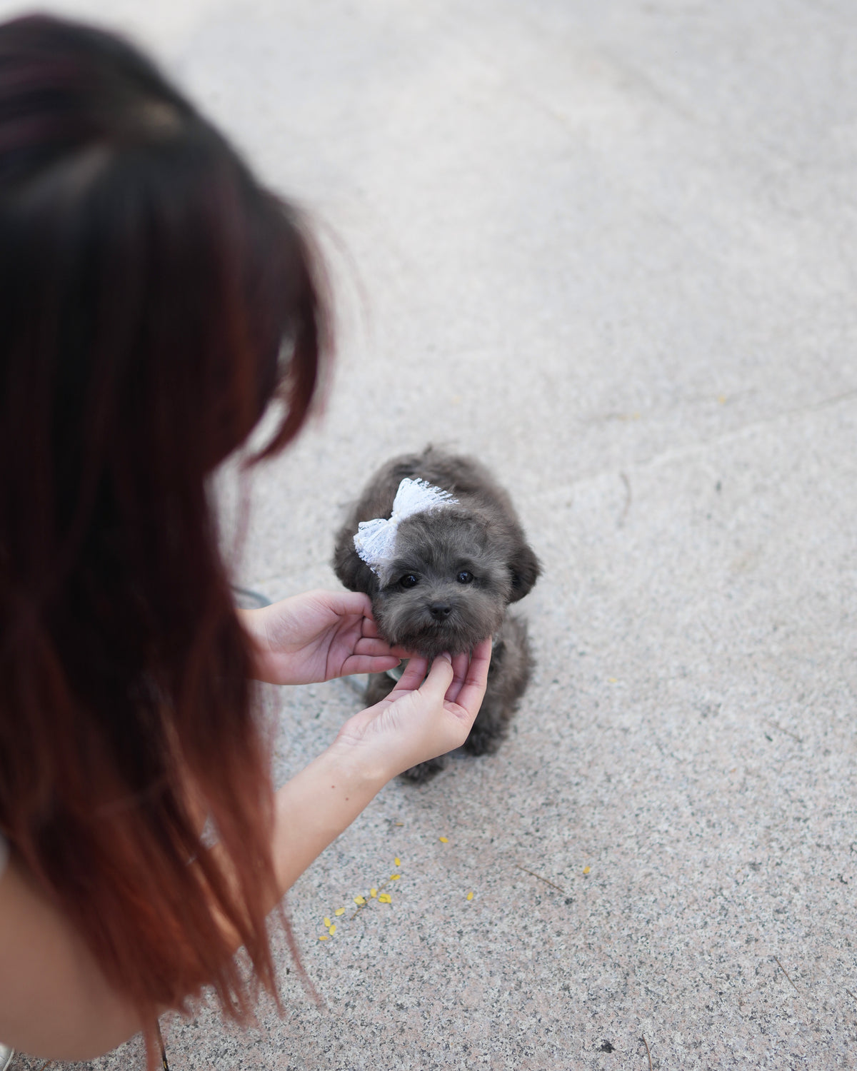 Luna - Tiny Poodle (Silver)