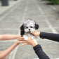 Cyrus - Maltipoo (Blue Merle)