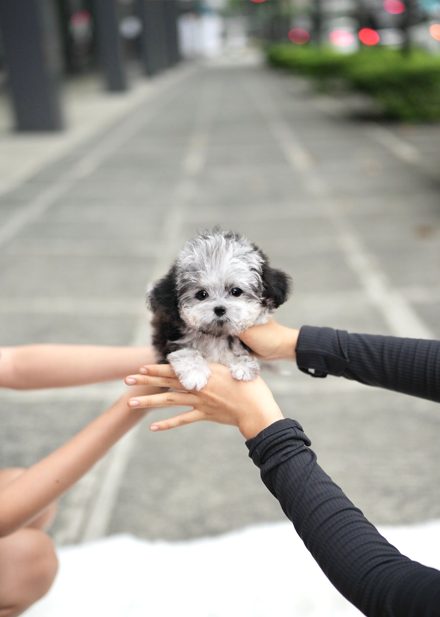 Cyrus - Maltipoo (Blue Merle)