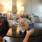 Jom - Maltipoo (Brown & White)