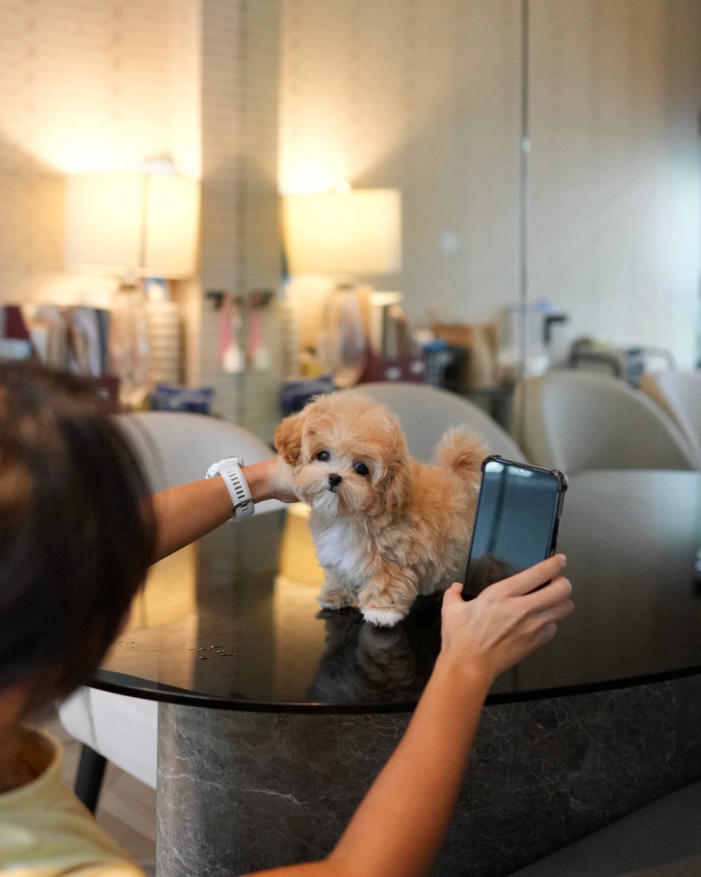 Jom - Maltipoo (Brown & White)