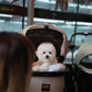 Carlo - Coton de Tulear (White)