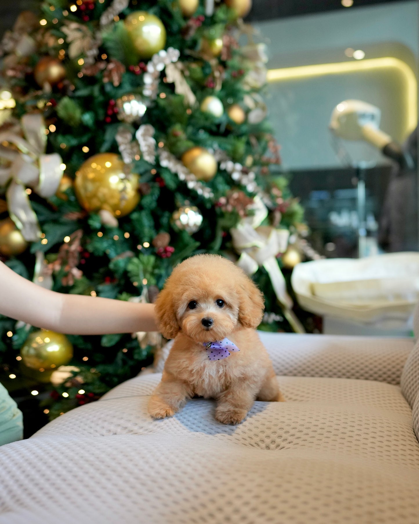 Lucy - Mini Golden Doodle (Brown)