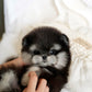 Ferds - Maltipom (Black Tan)