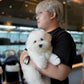 Zoren - Coton de Tulear (White)