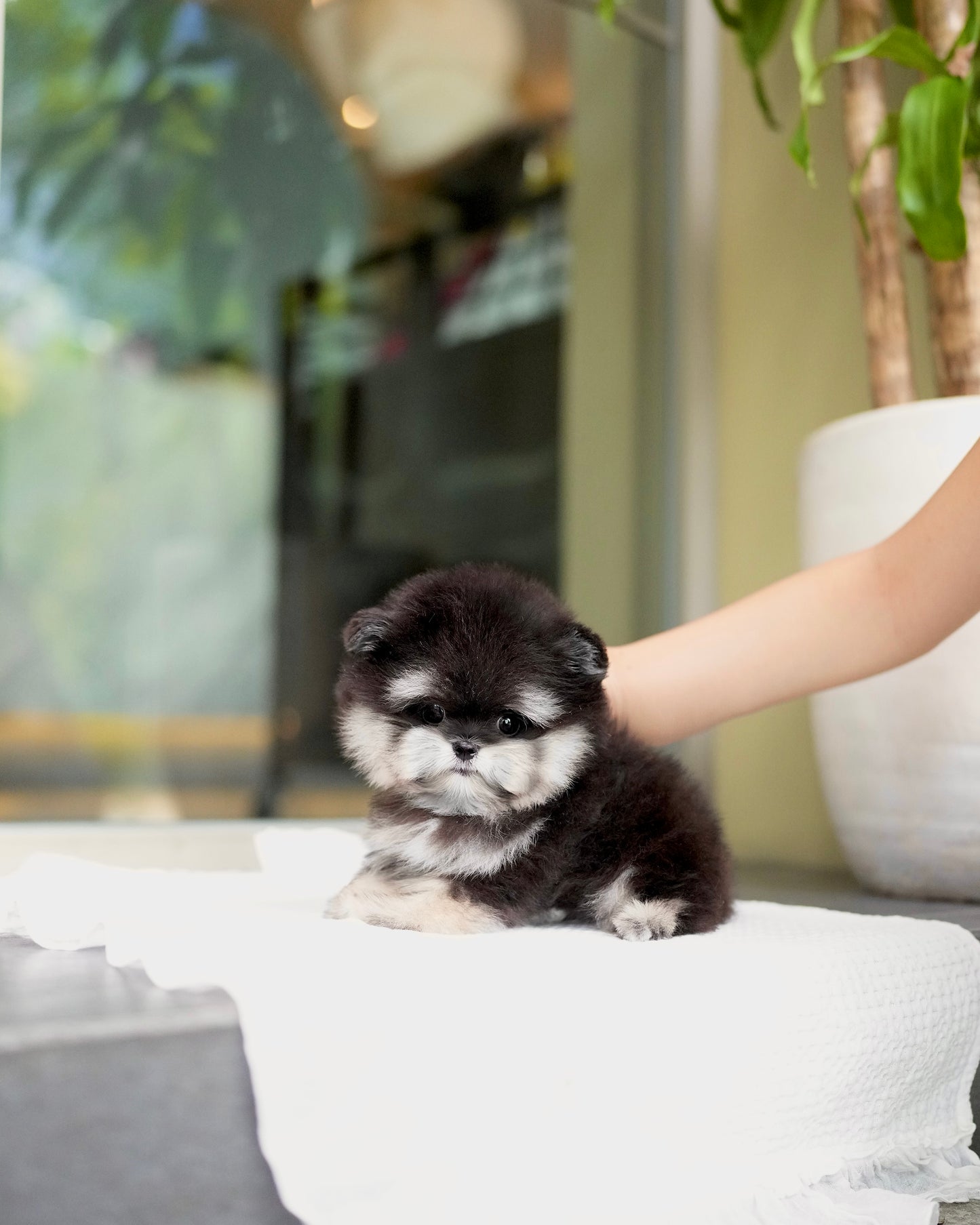 Ferds - Maltipom (Black Tan)