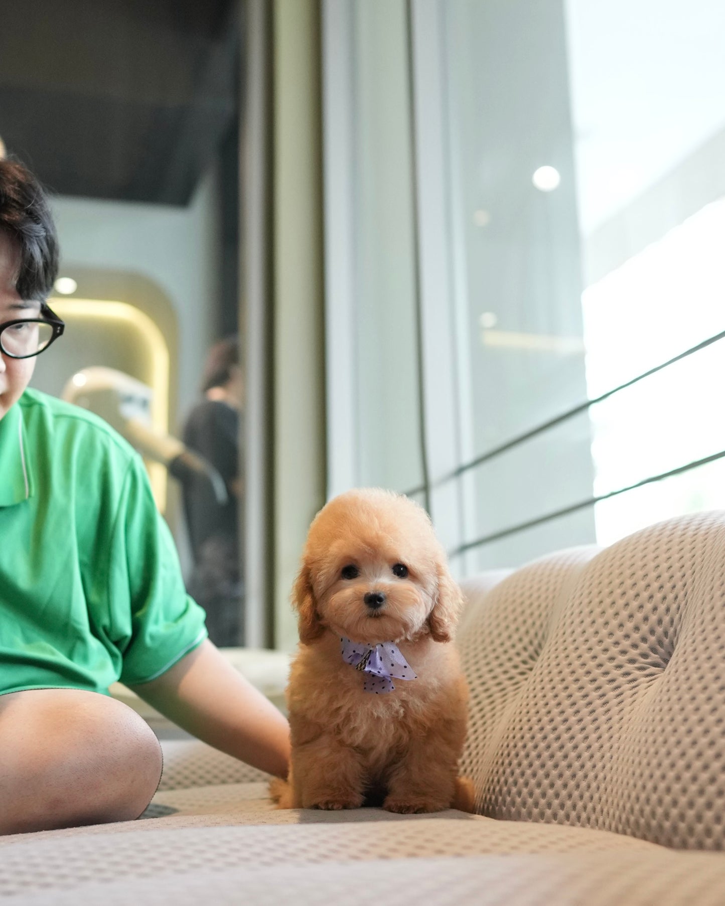 Lucy - Mini Golden Doodle (Brown)