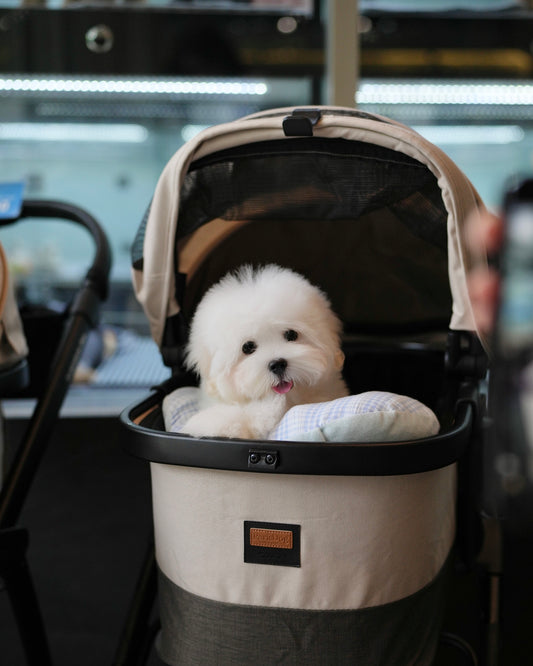 Carlo - Coton de Tulear (White)
