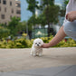 Pearl - Mini Bichon (White)