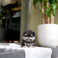 Ferds - Maltipom (Black Tan)