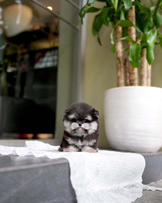 Ferds - Maltipom (Black Tan)