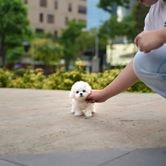 Pearl - Mini Bichon (White)