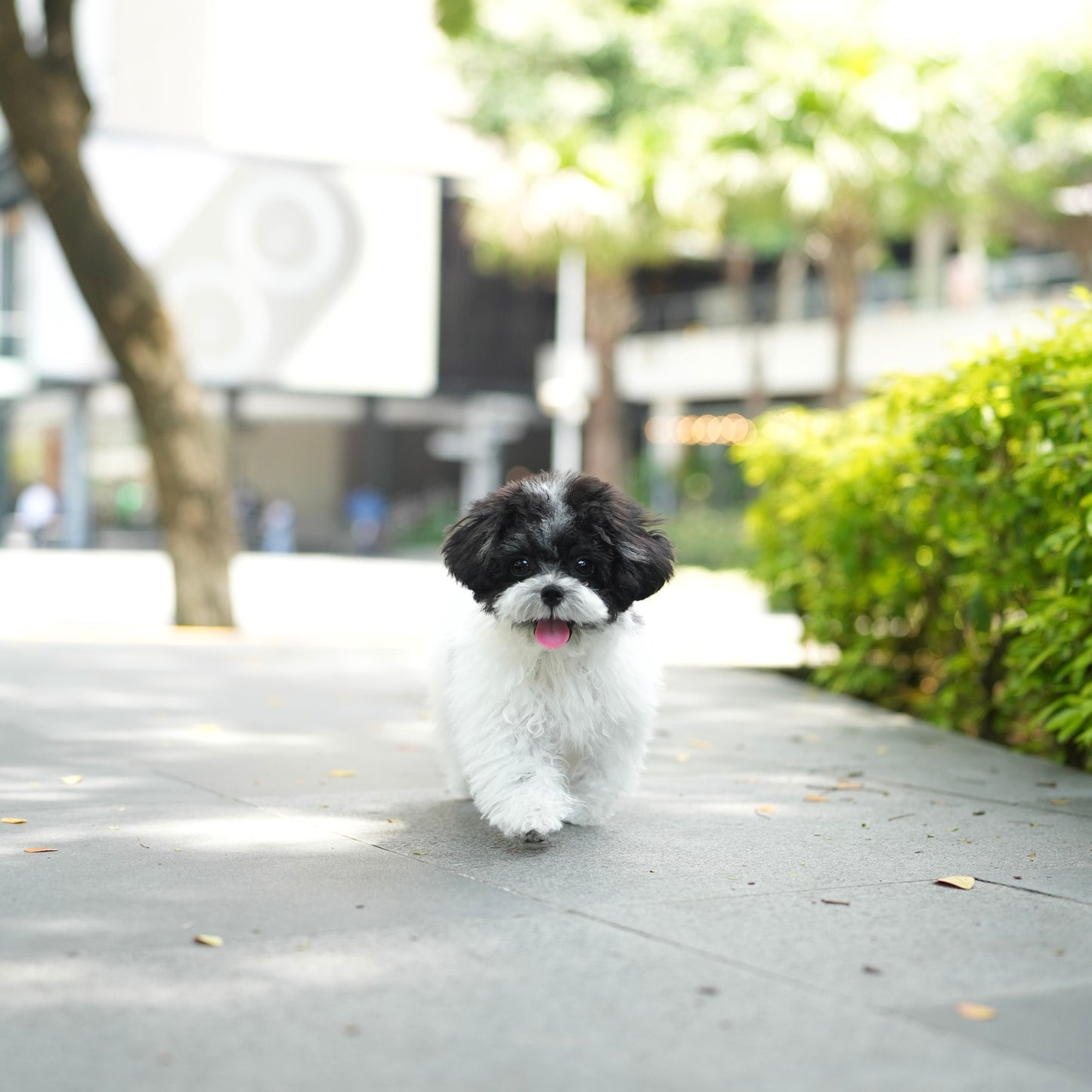 Cookie - Tiny Poodle ( Silver and White)