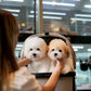 Carlo - Coton de Tulear (White)