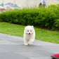 Skylette - Samoyed (White)