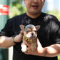 Rod - French Bulldog (Lilac Tan)