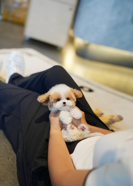 Mocha - Maltipoo (Brown & White)