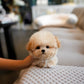 Axel - Micro Poodle (Brown & White)