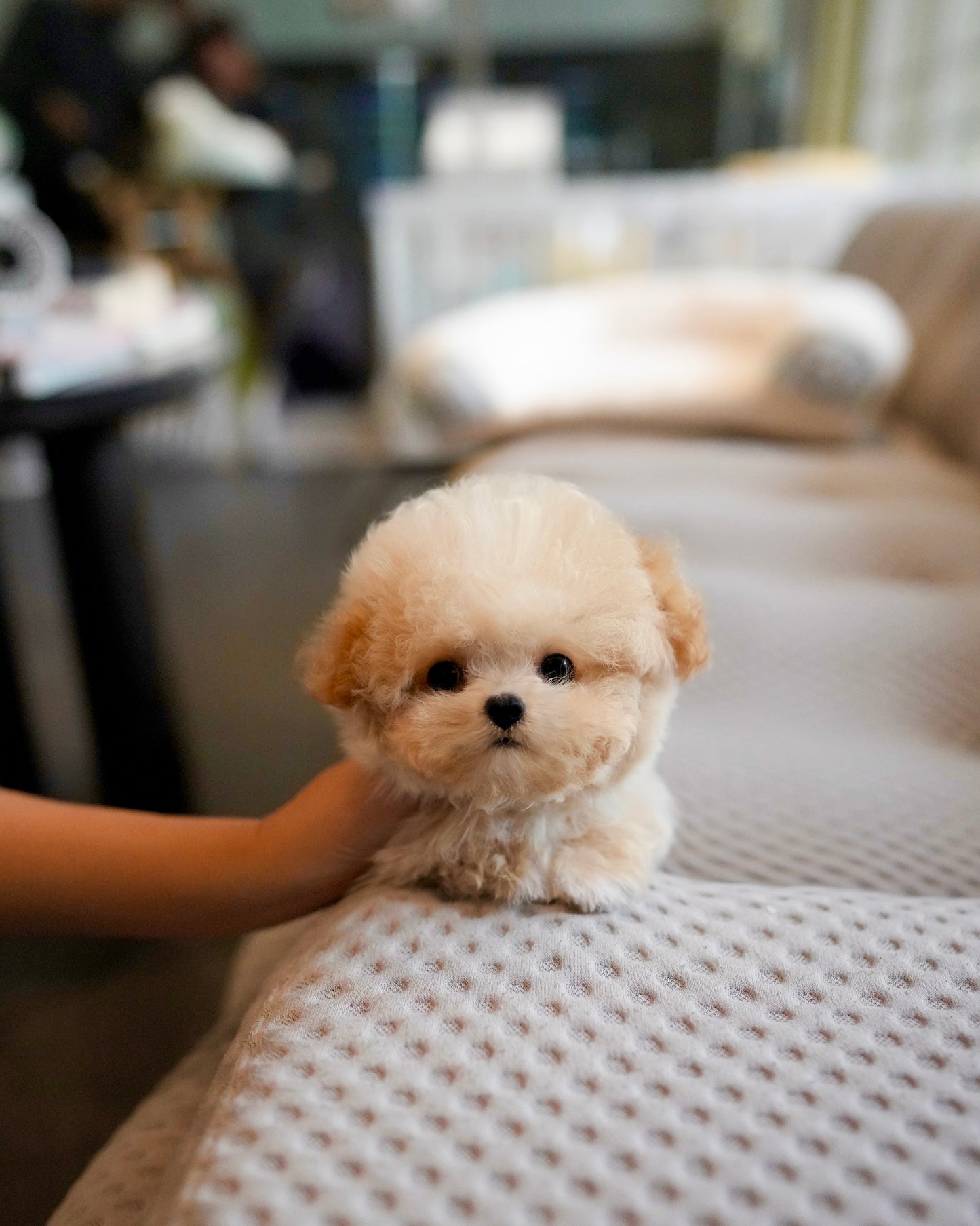 Axel - Micro Poodle (Brown & White)