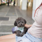 Luna - Tiny Poodle (Silver)