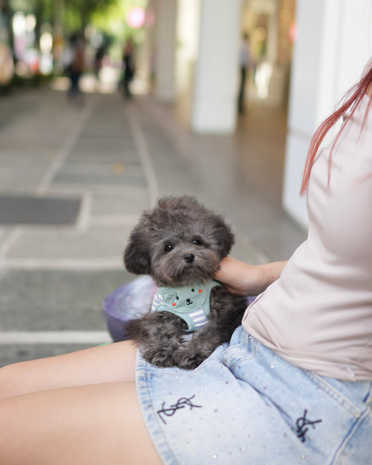 Luna - Tiny Poodle (Silver)