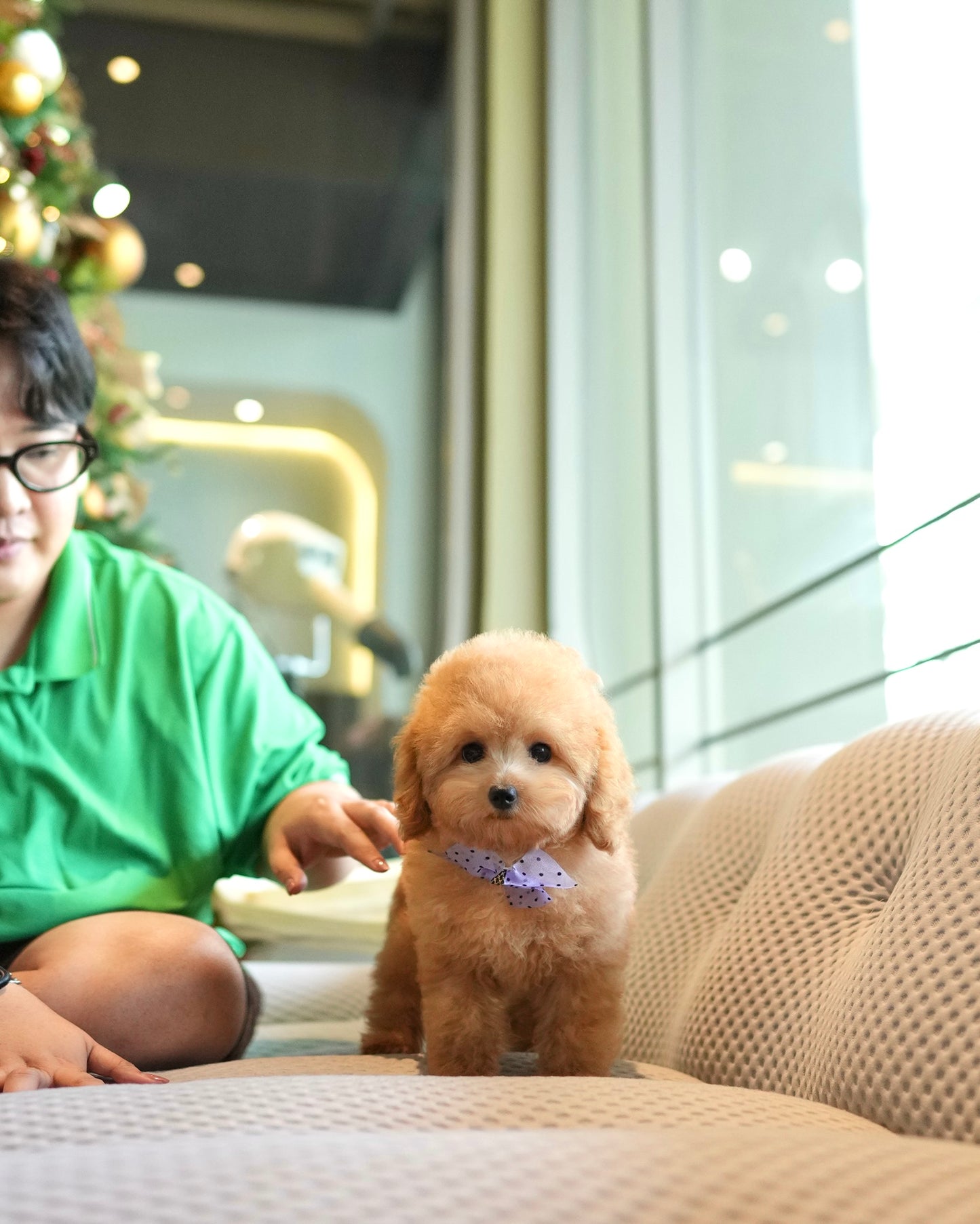 Lucy - Mini Golden Doodle (Brown)