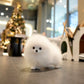 Lily - Pomeranian (White)