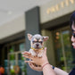 Rod - French Bulldog (Lilac Tan)