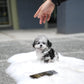 Cyrus - Maltipoo (Blue Merle)