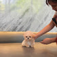 Axel - Micro Poodle (Brown & White)