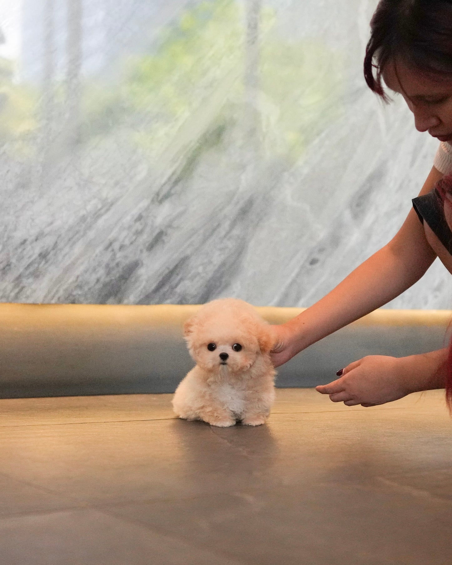 Axel - Micro Poodle (Brown & White)