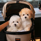 Carlo - Coton de Tulear (White)