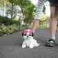 Riley - Mini Shih Tzu (Brown & White)