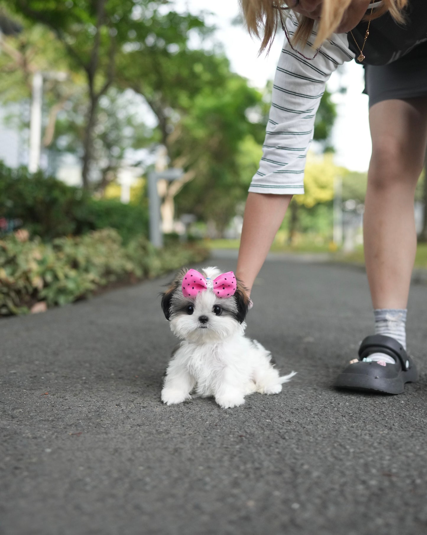 Riley - Mini Shih Tzu (Brown & White)