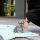 Rod - French Bulldog (Lilac Tan)