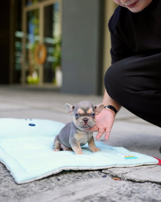 Rod - French Bulldog (Lilac Tan)