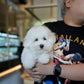 Zoren - Coton de Tulear (White)