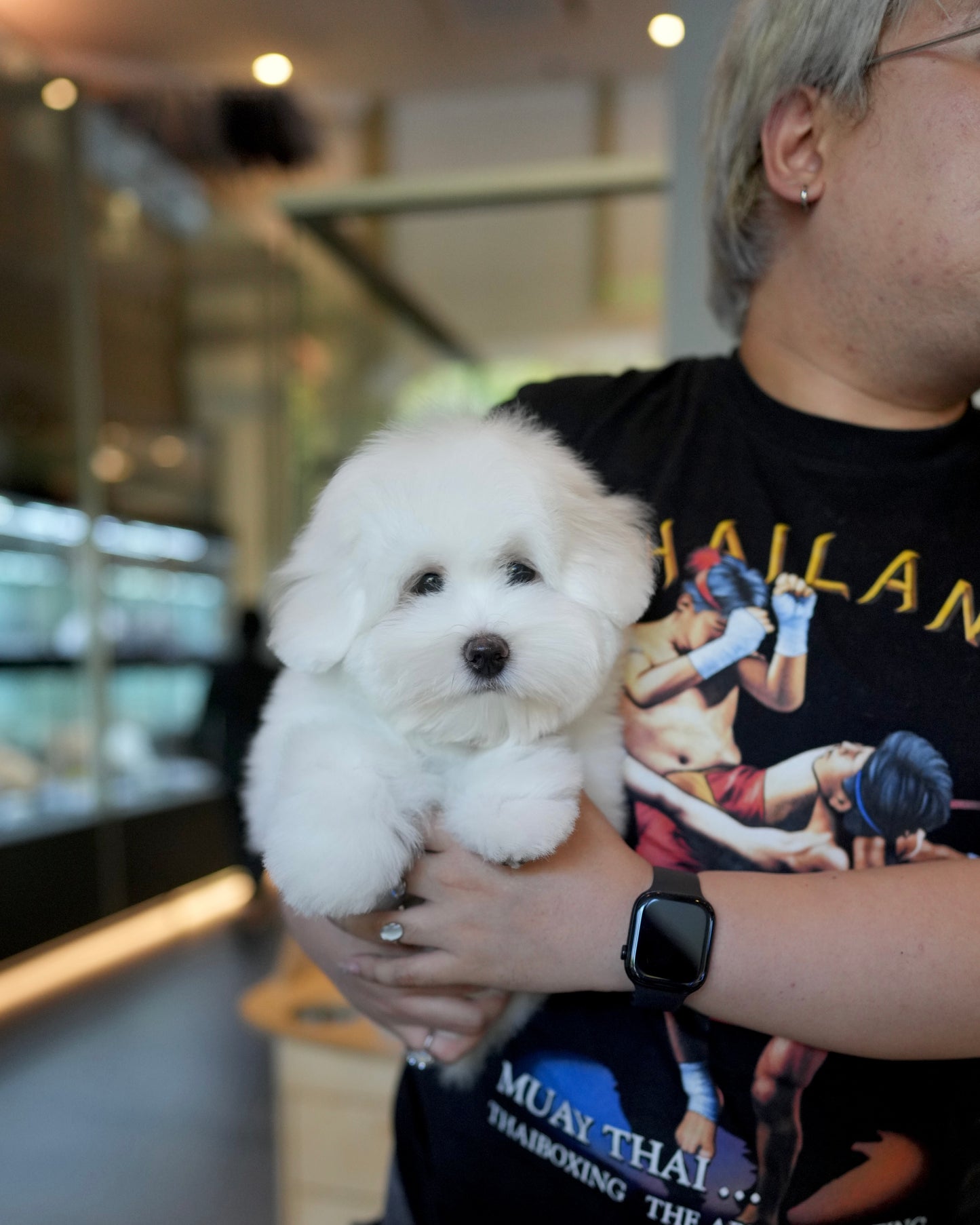 Zoren - Coton de Tulear (White)