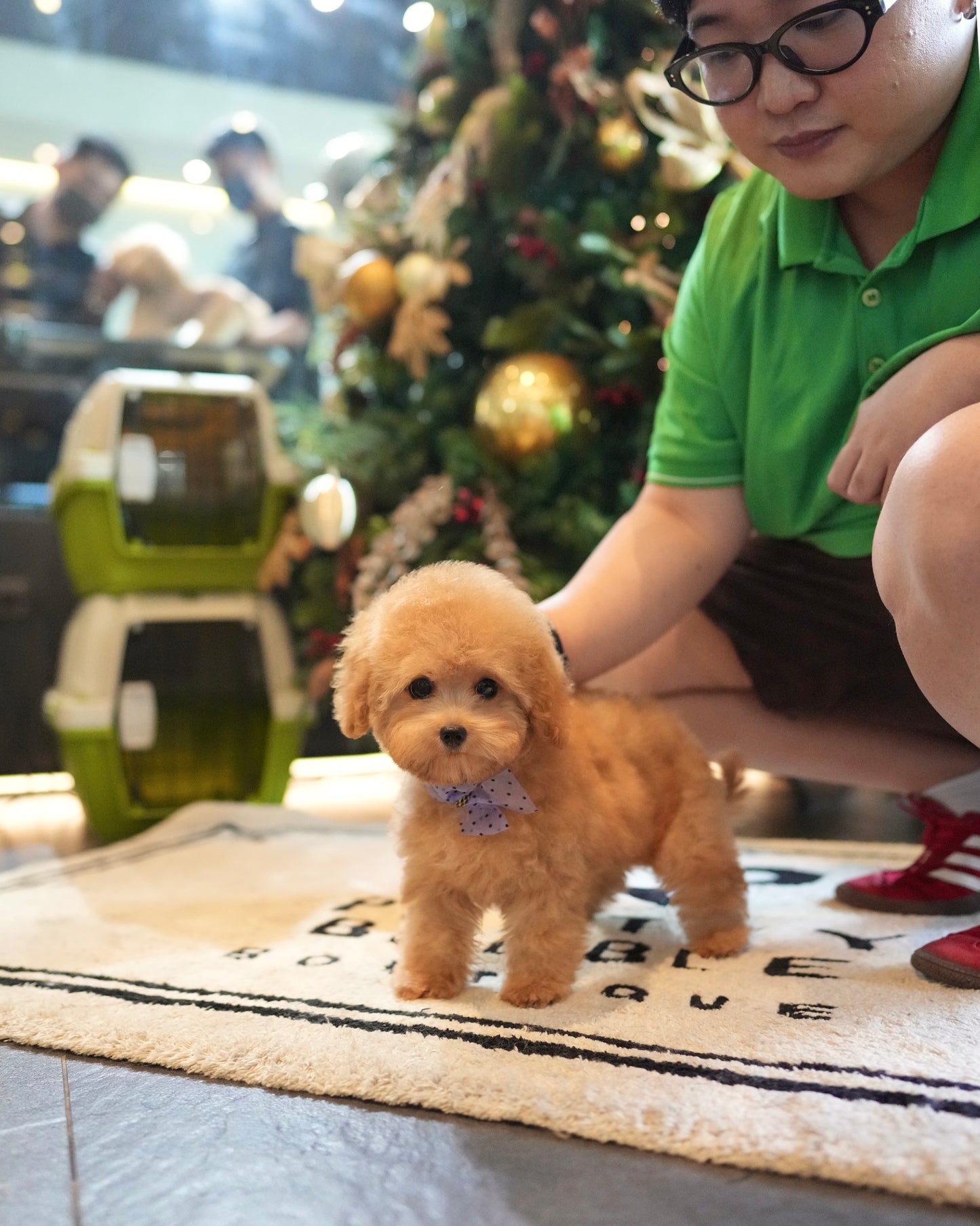 Lucy - Mini Golden Doodle (Brown)