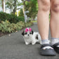 Riley - Mini Shih Tzu (Brown & White)