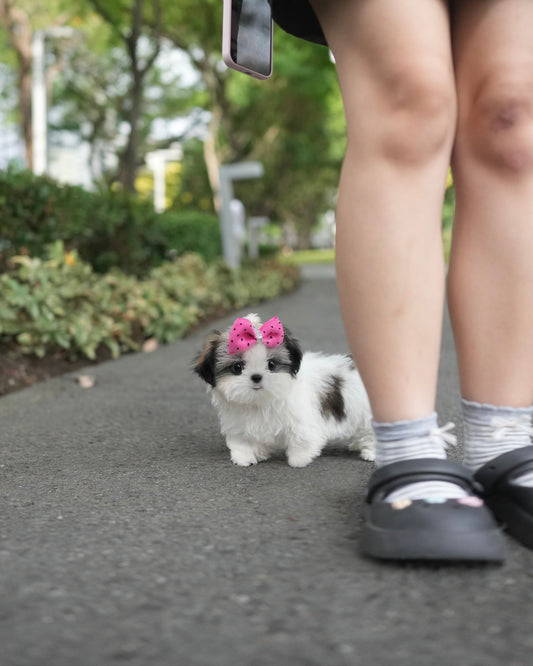 Riley - Mini Shih Tzu (Brown & White)