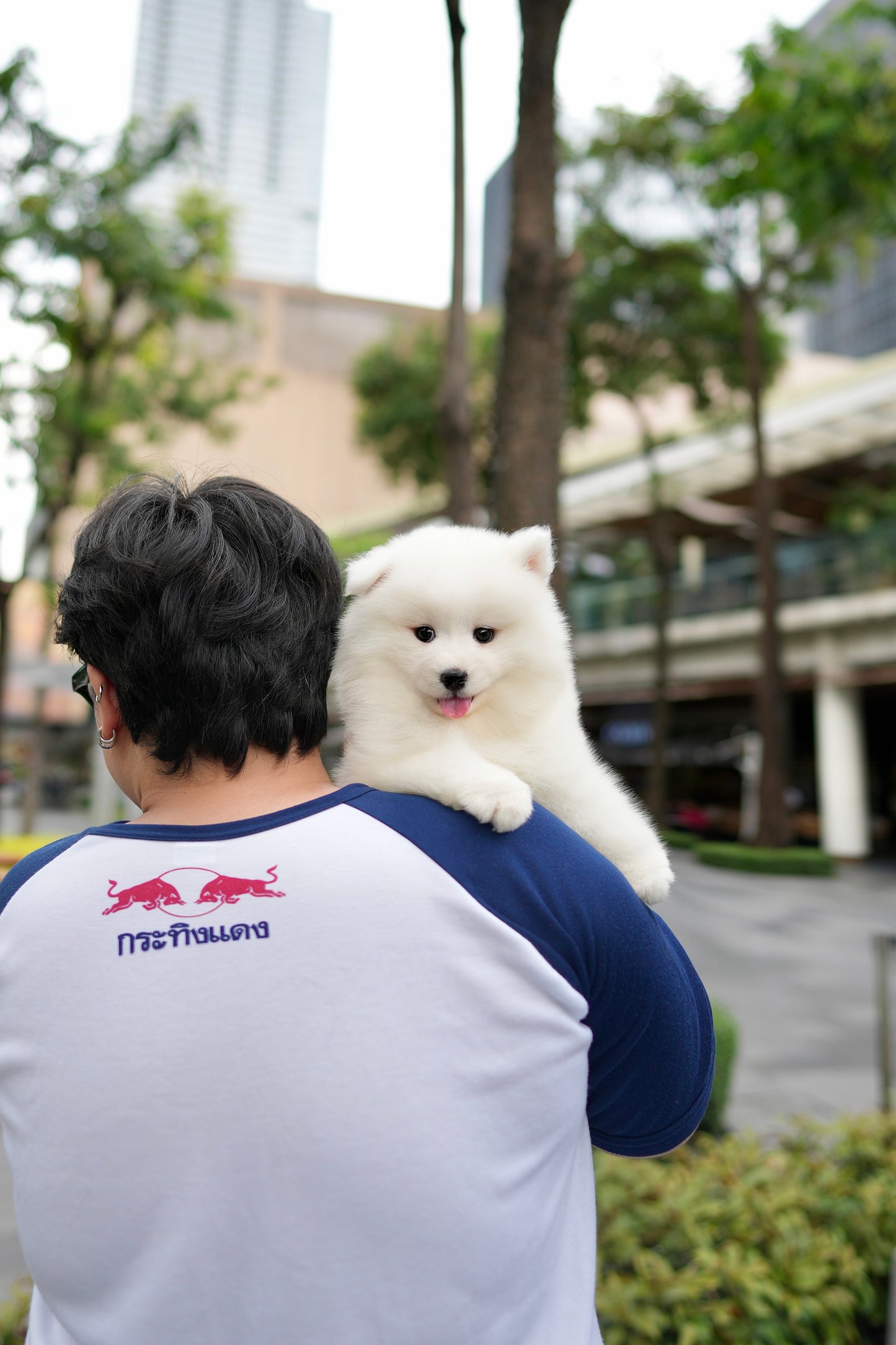 Skylette - Samoyed (White)