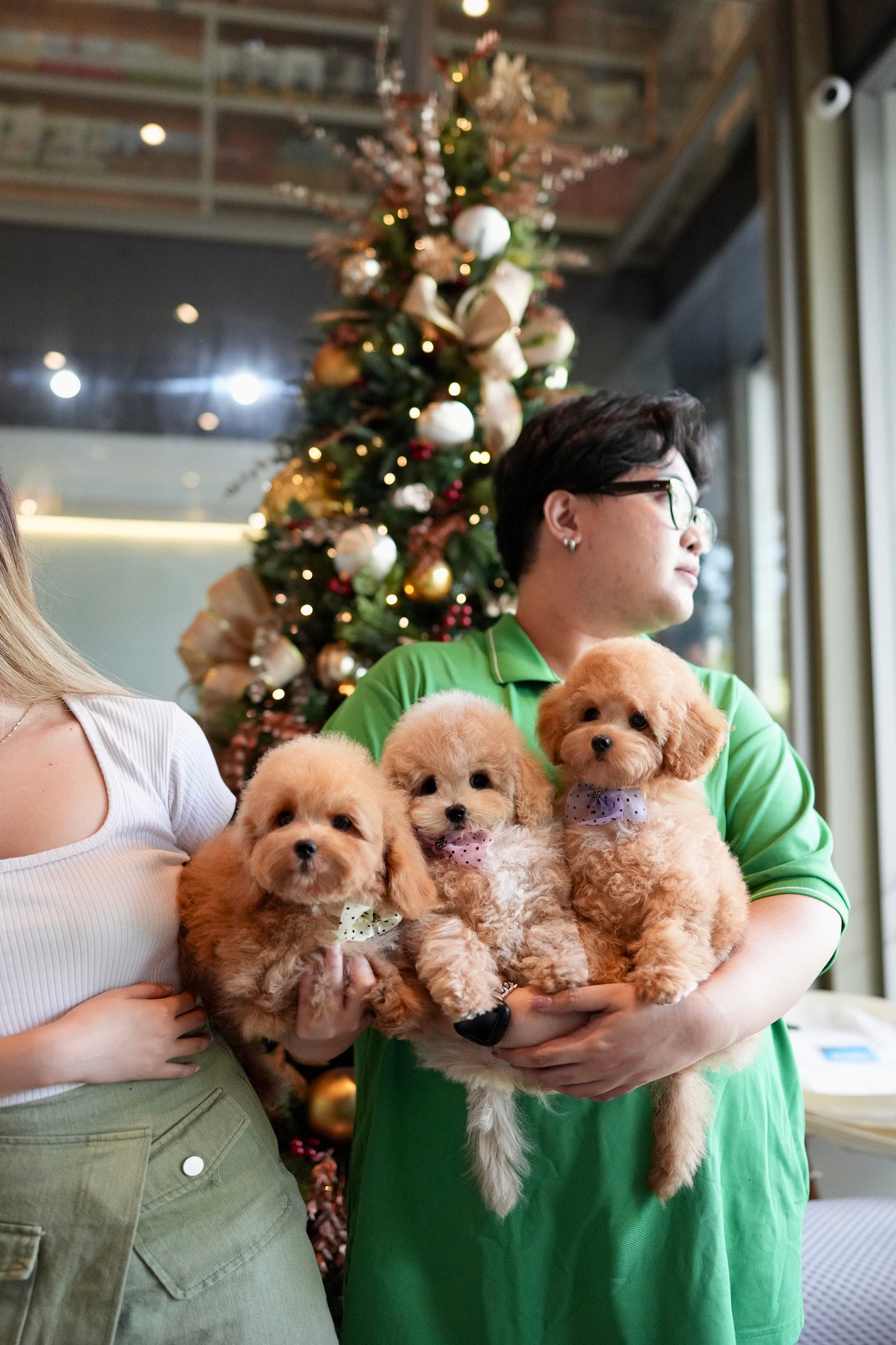 Lucy - Mini Golden Doodle (Brown)