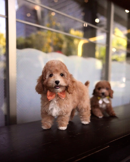 Darah - Mini Golden Doodle (Brown)