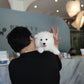 Bry - Samoyed (White)