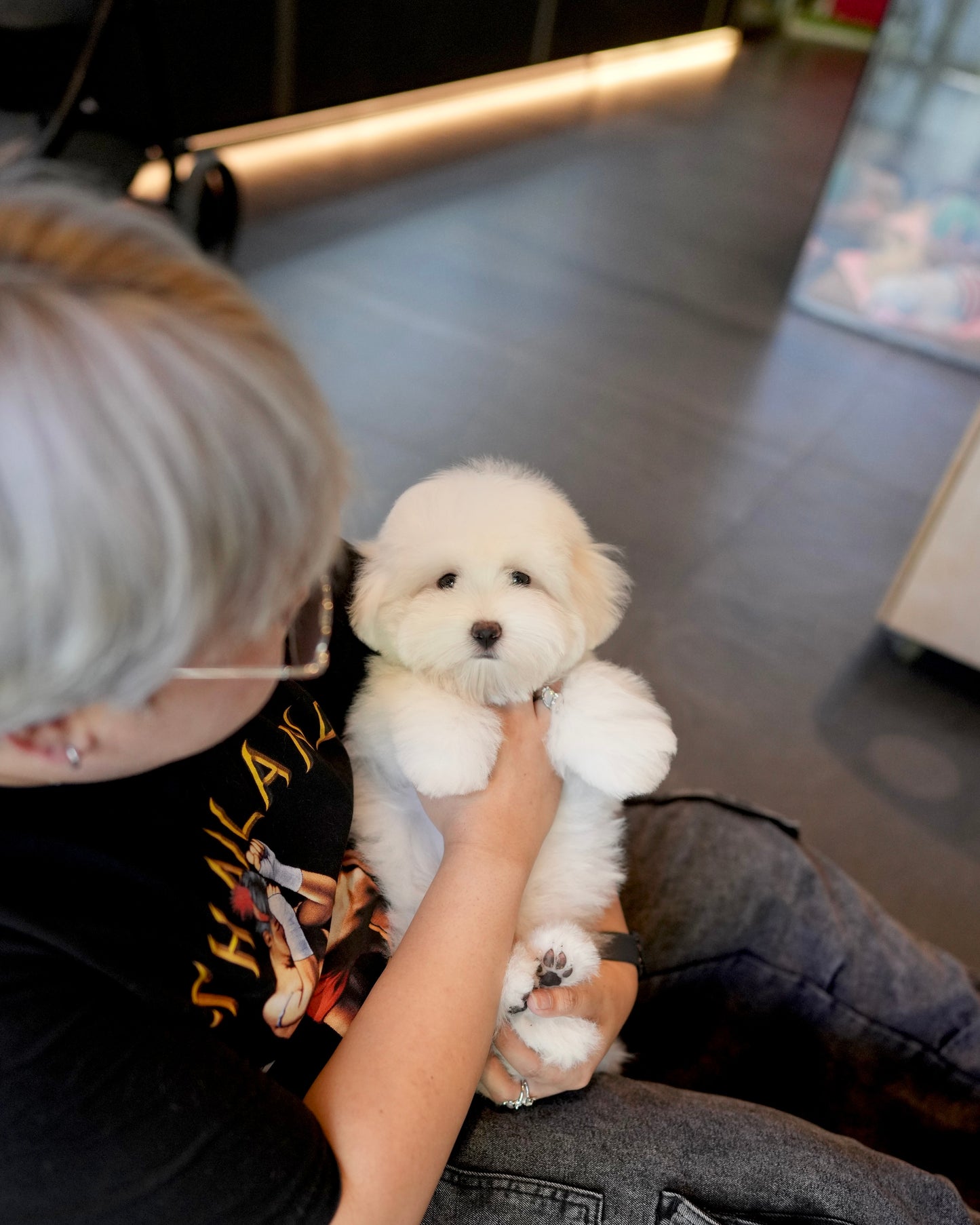 Zoren - Coton de Tulear (White)