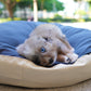 Dindy - Aussiedoodle (Blue Merle)